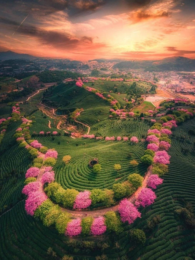 Breathtaking Cherry Blossoms at Yongfu Town