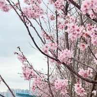 粉紅花海：石門安景街公園的櫻花盛景