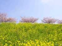 【栃木県】絵本みたいな可愛い桜の名所「思川桜堤」