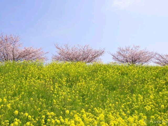【栃木県】絵本みたいな可愛い桜の名所「思川桜堤」