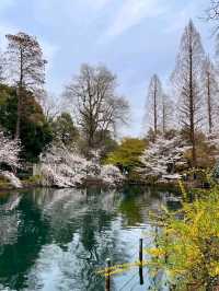 踩天鵝船賞櫻！快來井之頭恩賜公園，感受春櫻花海。