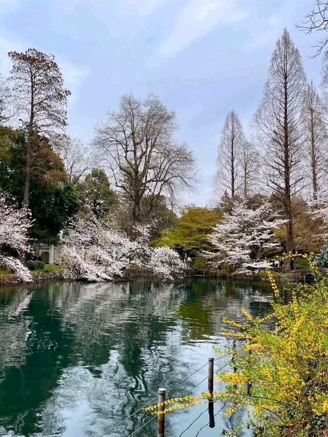踩天鵝船賞櫻！快來井之頭恩賜公園，感受春櫻花海。
