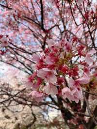도쿄 벚꽃 명소 꽃놀이🌸
