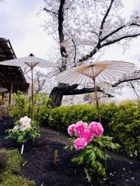 【神奈川県/鎌倉　豪華爛漫✨春ぼたんと桜が楽しめる美しい庭園】