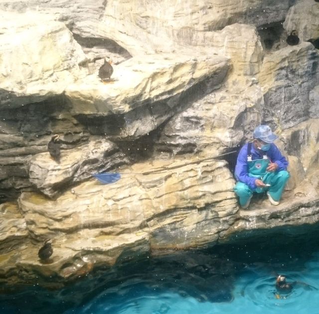 【日本】大洗水族館で海洋生物を観察！