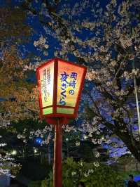 岡崎城の夜桜🌸