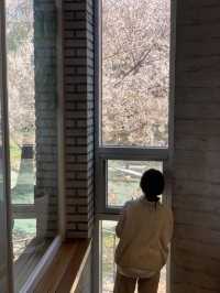 창문 가득 벚꽃뷰를 볼 수 있는 운천저수지 카페