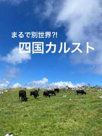 【愛媛・高知】まるで別世界⁈標高1000m越えの場所に広がる楽園・四国カルスト