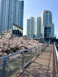 수영강 벚꽃길 라이딩 산책길 코스🌸💗