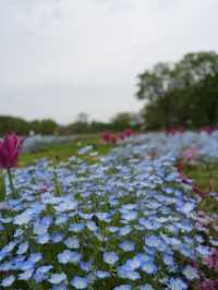【愛知×フラワーパーク江南】四季折々の花々が楽しめる公園