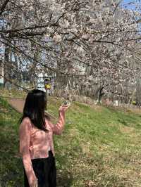 역시 올해도 벚꽃놀이는 이곳에서🌸 양재천 벚꽃길