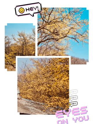 A Different Shade of Spring: Discovering Sansuyu's Golden Bloom in a Picturesque Setting 