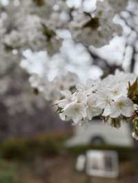 淡くて優しい春｜Taihaku Sakura at Kofu Yumekouji 