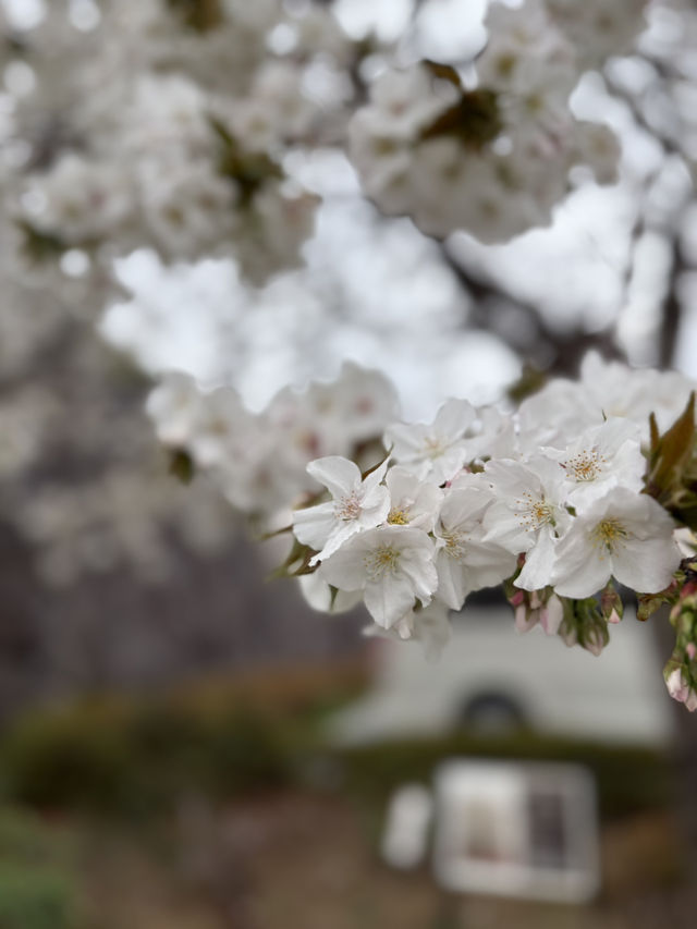 淡くて優しい春｜Taihaku Sakura at Kofu Yumekouji 