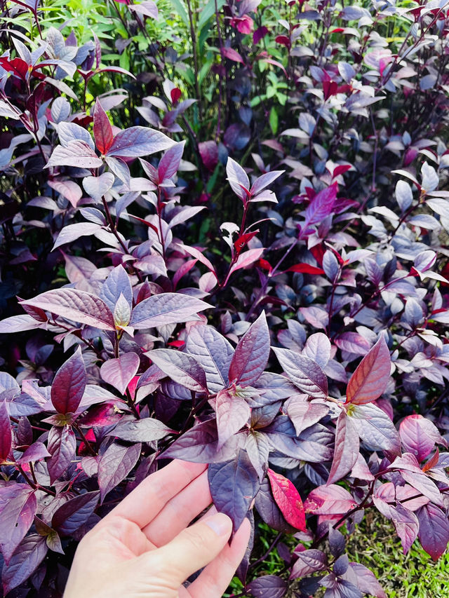 Taman Saujana Hijau: Sustainable Green Sanctuary