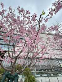 Pretty In Pink Outside Dream Plaza, Wuhan