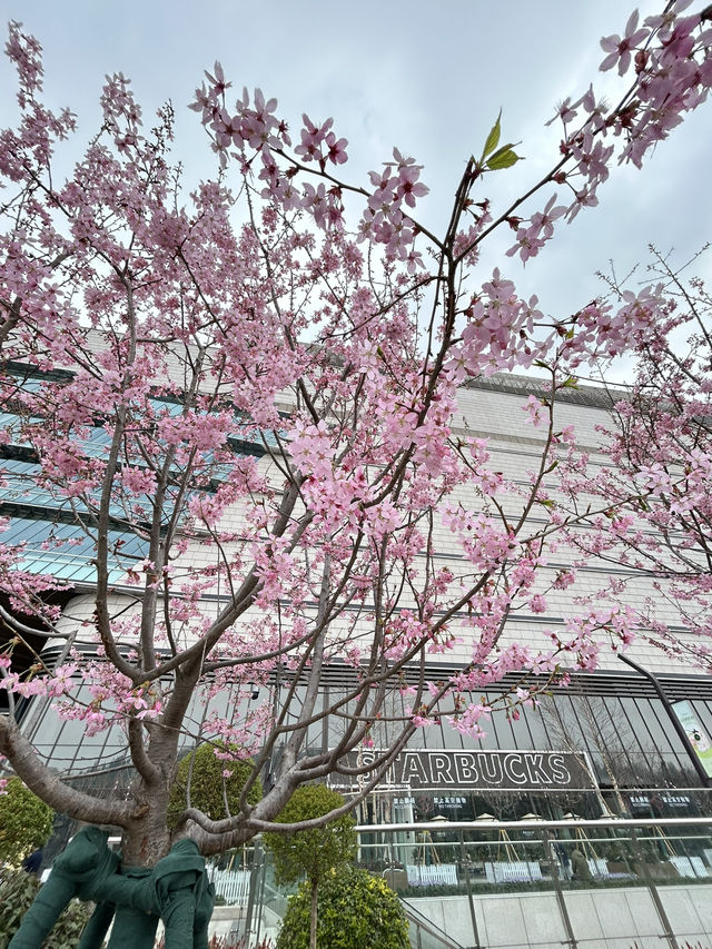 Pretty In Pink Outside Dream Plaza, Wuhan