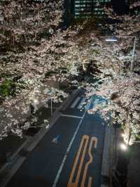 満開の桜トンネル！アークヒルズの見頃を狙って行こう