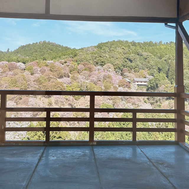 吉野山賞櫻｜傳說中的「一目千本」…