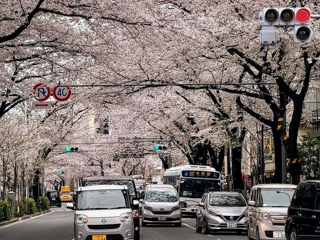中野住宅區的日常賞櫻景點---新井藥師梅照院
