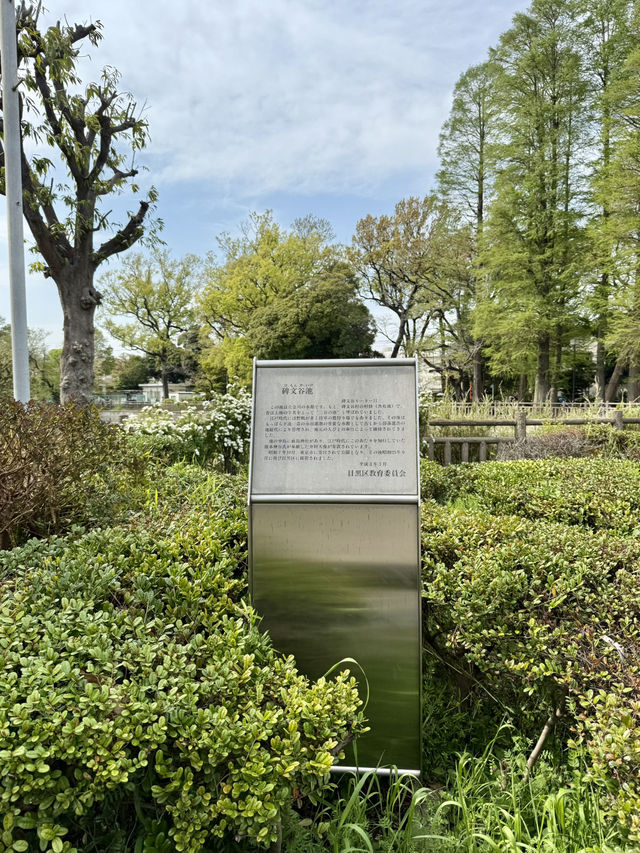 A Peaceful Spring Walk at Himonya Park🍃