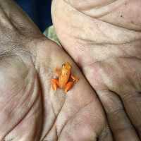 Réserve Peyrieras Madagascar Exotic｜近距離認識馬達加斯加生物