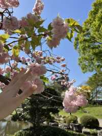 【長野】今だけ!!お城と桜の超穴場スポット