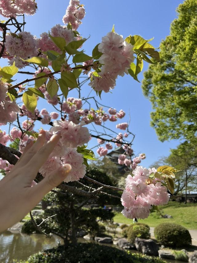 【長野】今だけ!!お城と桜の超穴場スポット