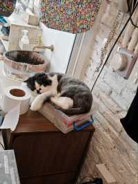 Caturday fuur cat lovers in downtown Bangkok