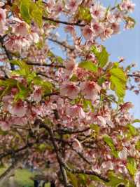 Nagai Park Cherry Blossoms– A Sports Lover’s Hanami Paradise