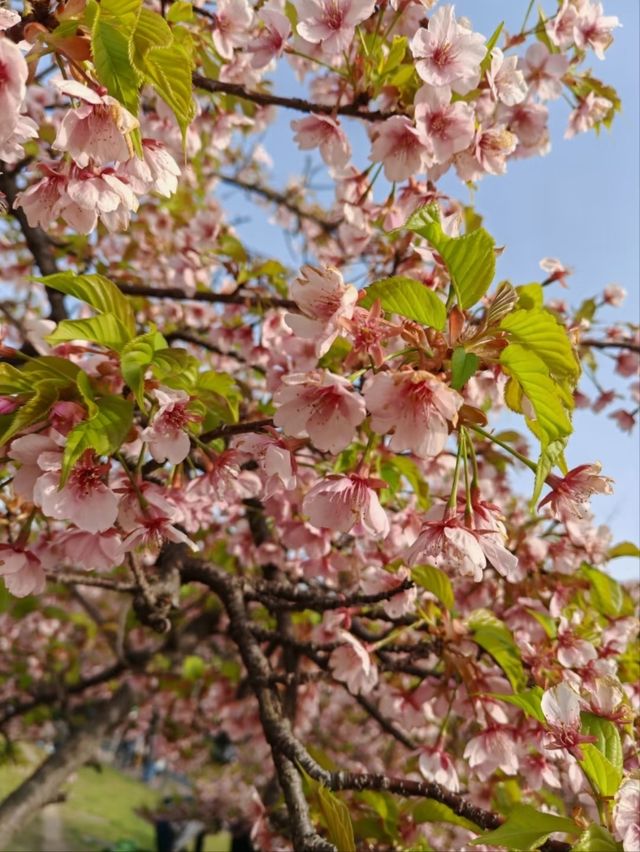 Nagai Park Cherry Blossoms– A Sports Lover’s Hanami Paradise