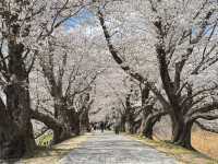Seiwari-zutsumi Cherry Blossoms– Kyoto's 1.4KM Sakura River Fortress