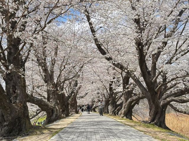 Seiwari-zutsumi Cherry Blossoms– Kyoto's 1.4KM Sakura River Fortress