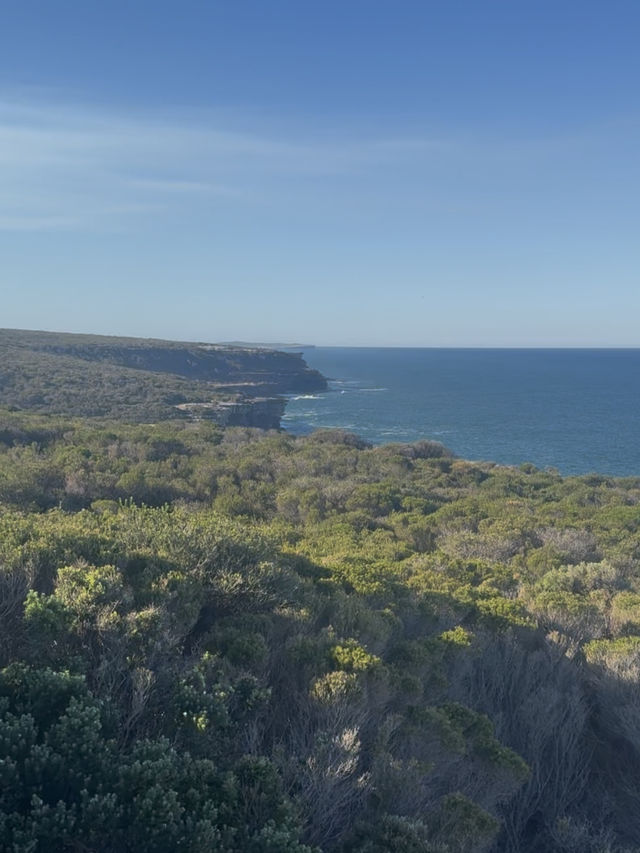 【シドニー】電車とフェリーで行ける大自然！Royal National Park で癒しのトレイル旅
