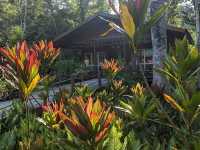 Wild & Wondrous: My Jungle Adventure on Kinabatangan River! 🌿🐘