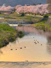 佐保川 (Saho River) – A Hidden Gem of Cherry Blossoms in Kansai