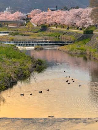 佐保川 (Saho River) – A Hidden Gem of Cherry Blossoms in Kansai