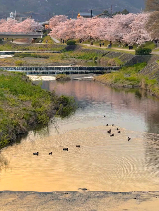 佐保川 (Saho River) – A Hidden Gem of Cherry Blossoms in Kansai