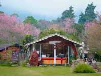 คาเฟ่บรรยากาศดีที่เชียงใหม่