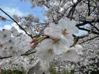 福岡賞櫻🌸西公園櫻花璀璨🌸