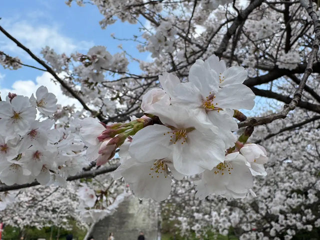 福岡賞櫻🌸西公園櫻花璀璨🌸