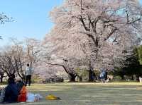 Inariyama Park Cherry Blossoms Guide | Tokyo's Hidden Sakura Sanctuary