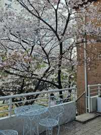 お店の中に桜がある!?桜を見ながらくつろげるカフェ🌸
