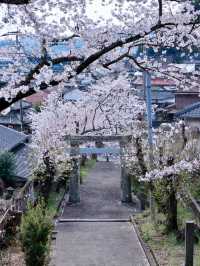Hidden Cherry Blossom Spots in Japan 🌸✨