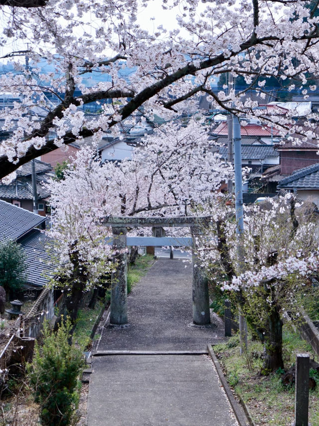 Hidden Cherry Blossom Spots in Japan 🌸✨