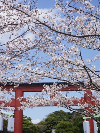 April in Kamakura, Japan: Capturing Stunning Cherry Blossoms 🌸