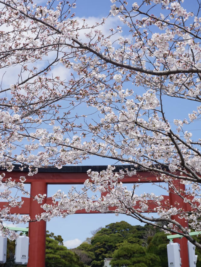 April in Kamakura, Japan: Capturing Stunning Cherry Blossoms 🌸