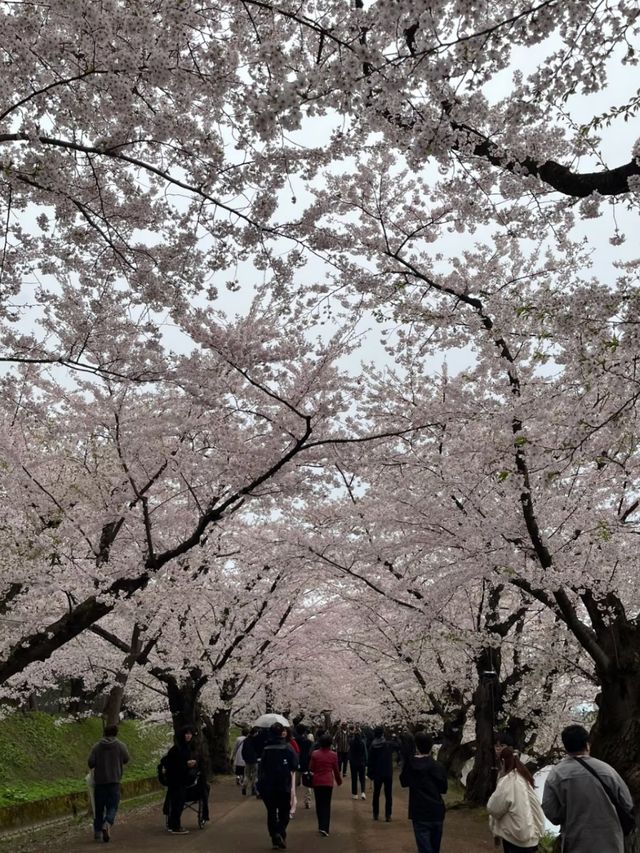 A Floating Blossom Paradise: Cherry Blossoms at Hirosaki Park