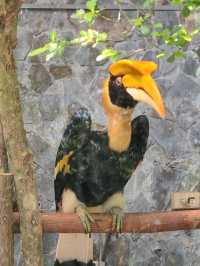 #鳳凰谷鳥園生態園區-南投縣鹿谷鄉