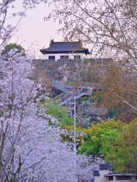Cherry Blossoms at Guanyinmen, Nanjing